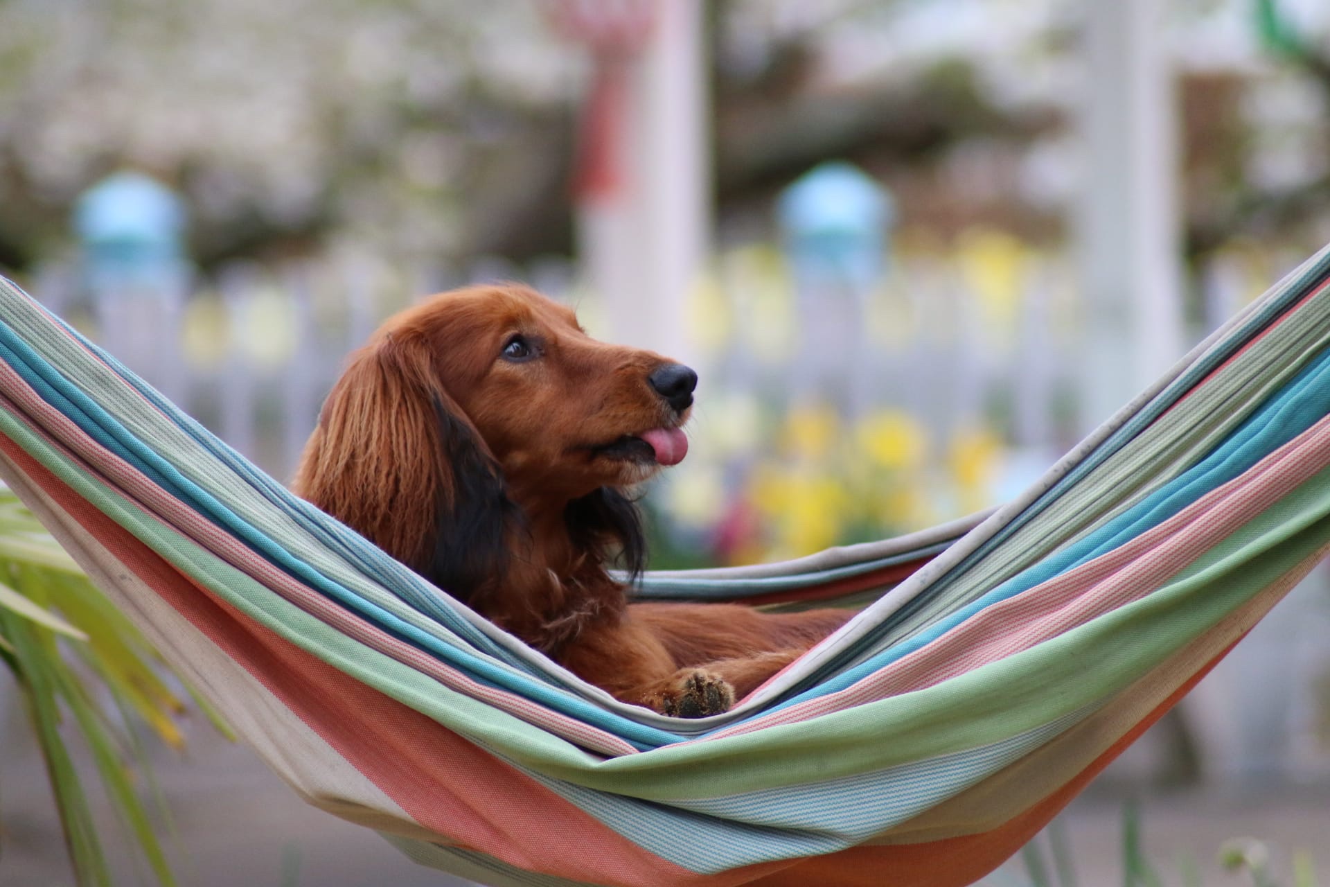 Kann man mit Dackel wandern?