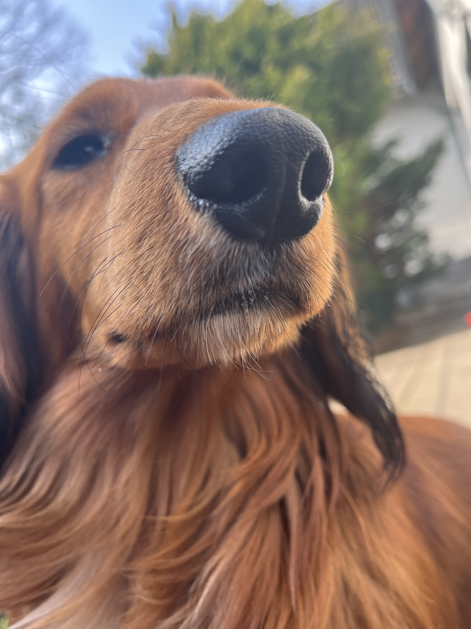 Wie füttert man einen Dackel