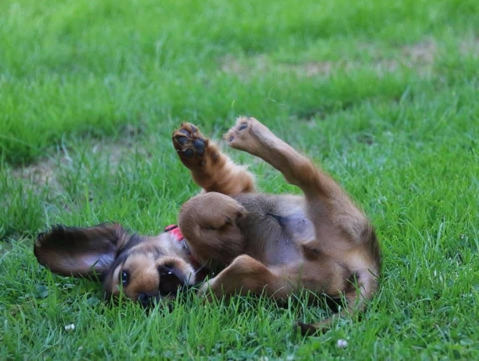 Wie bringt man einen Welpen seinen Namen bei