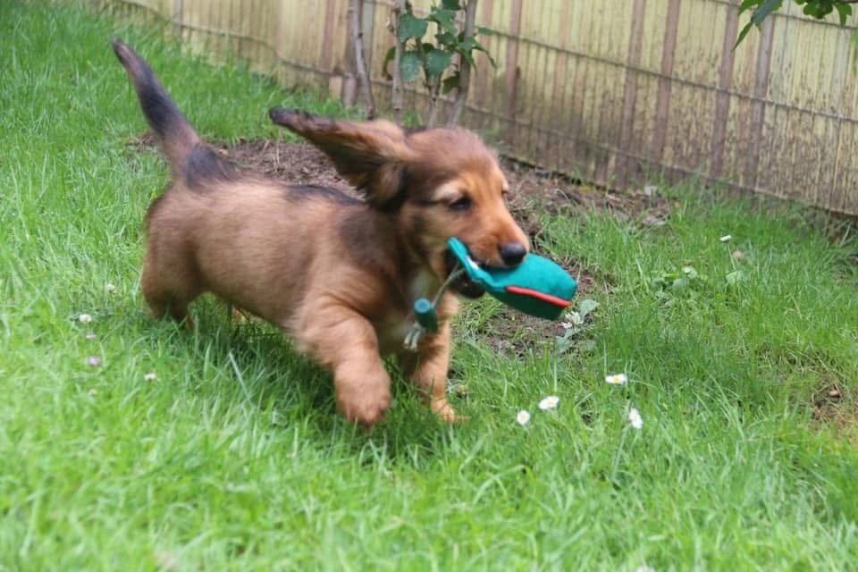 Wie bringe ich einen Dackel apportieren bei?