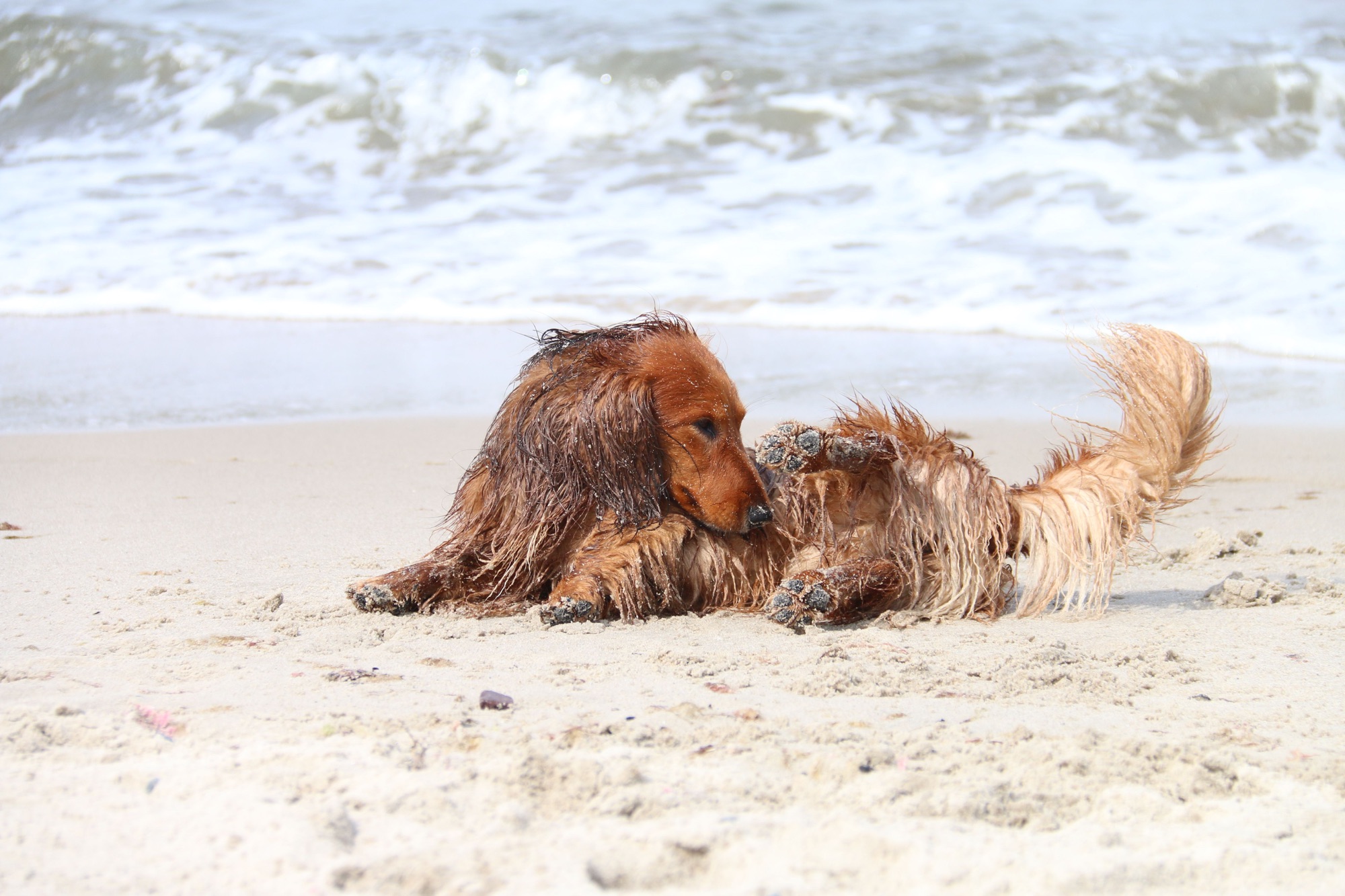 Was mögen Dackel am liebsten?