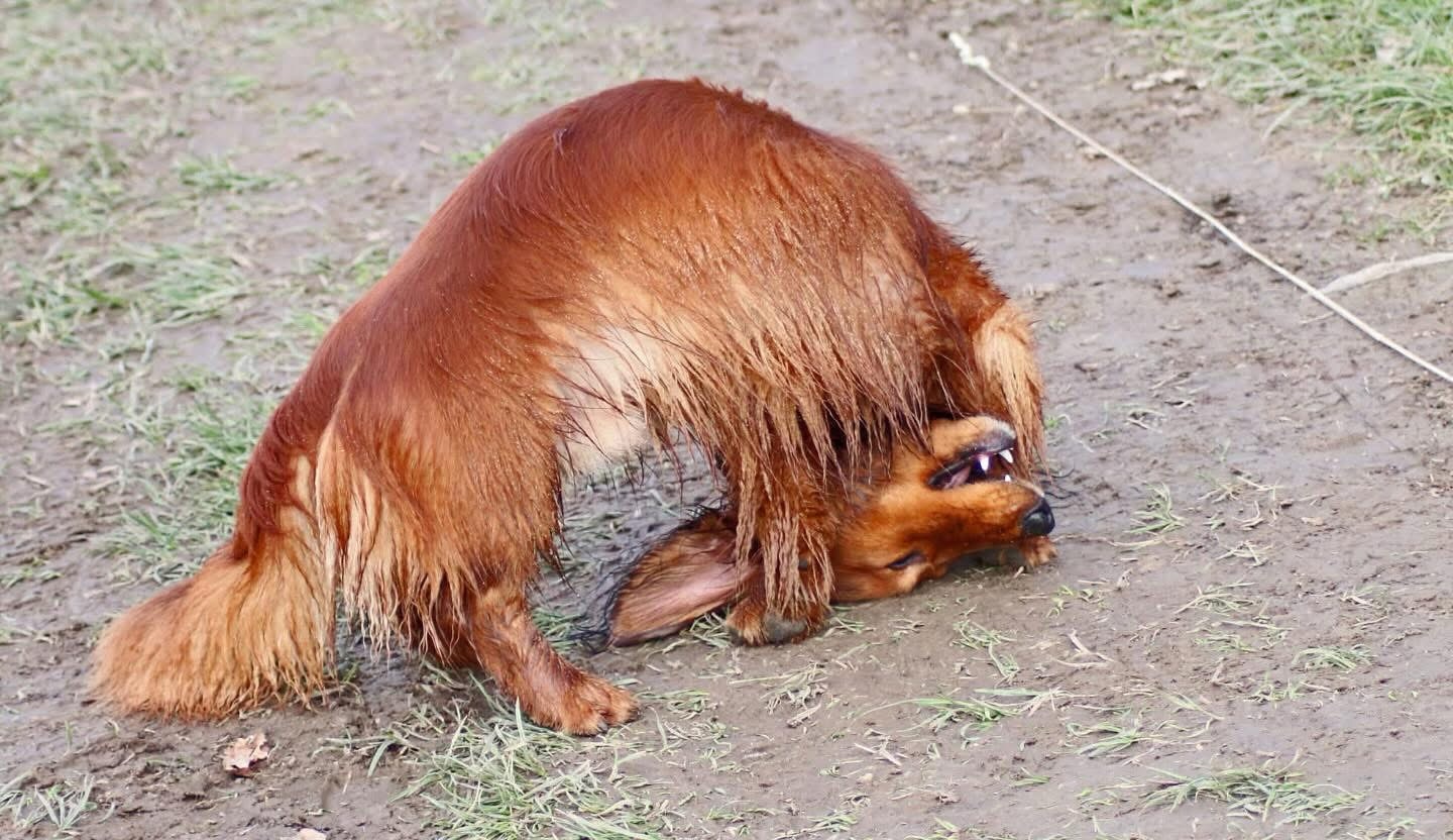 30 Fehler über Dackelwissen