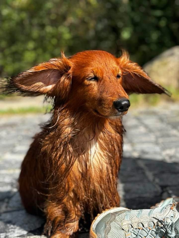 Mein Dackel knurrt mich an