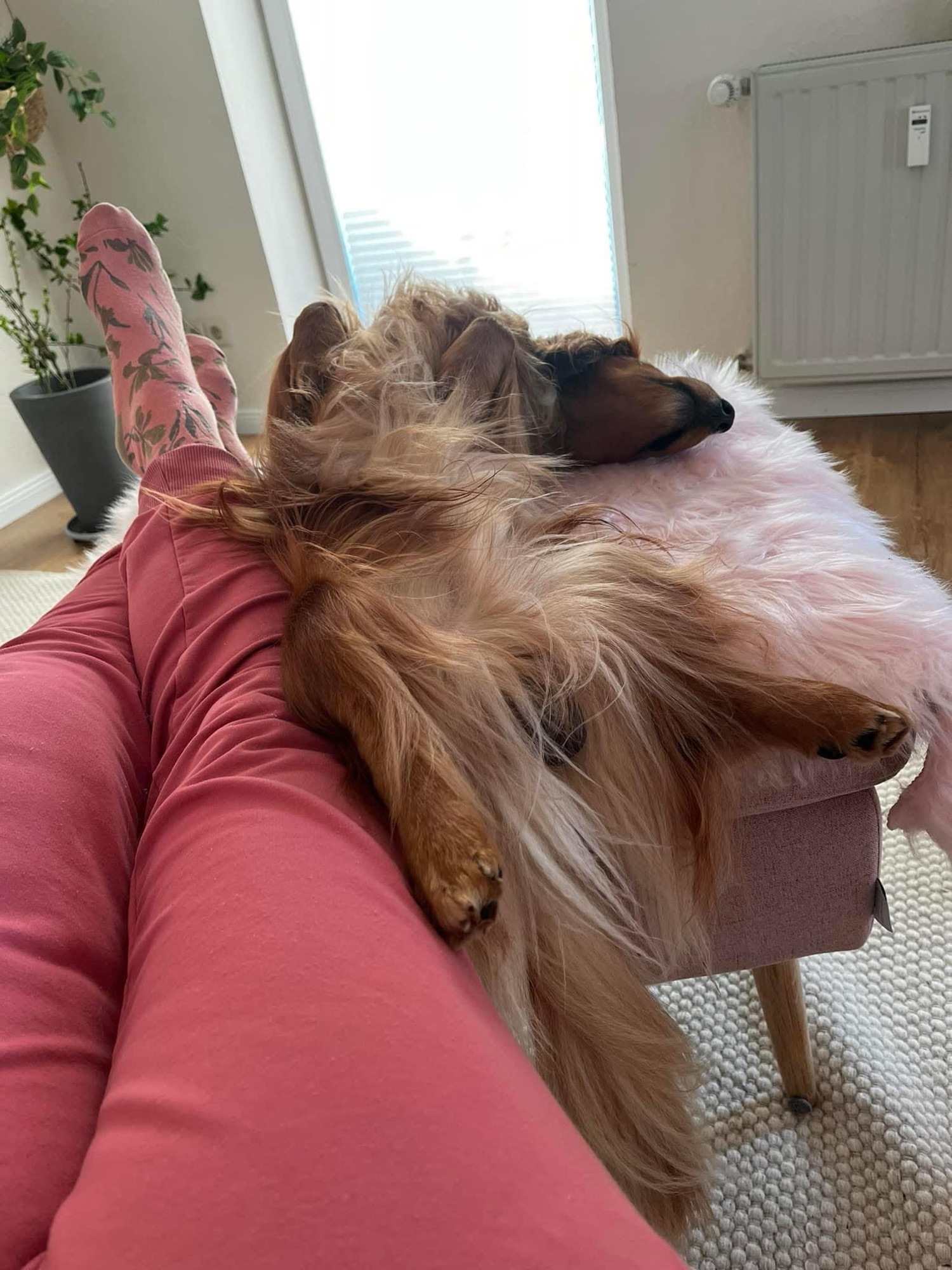 Haben Dackel seltsame Schlafgewohnheiten?