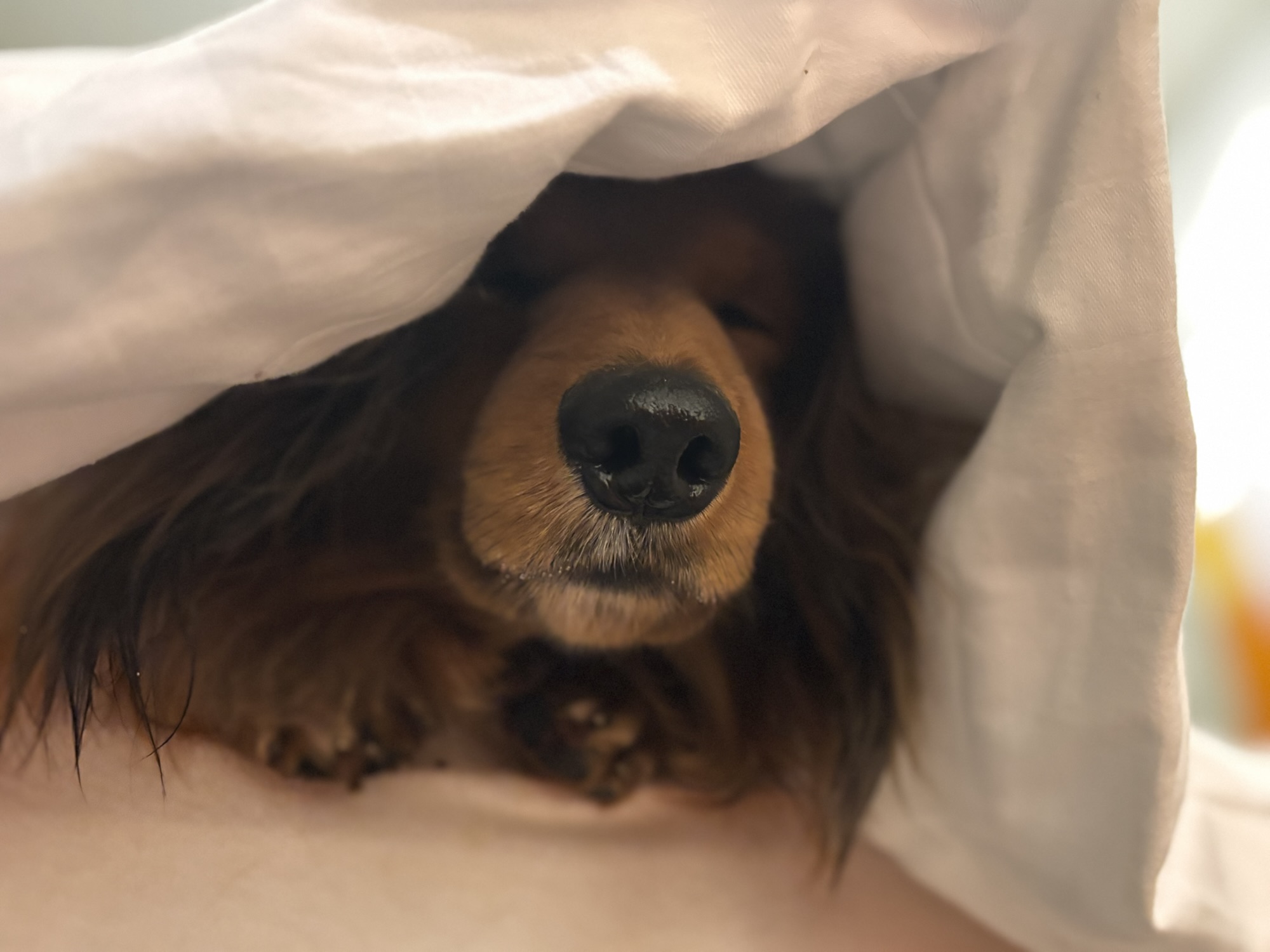 Warum graben Dackel so viel?