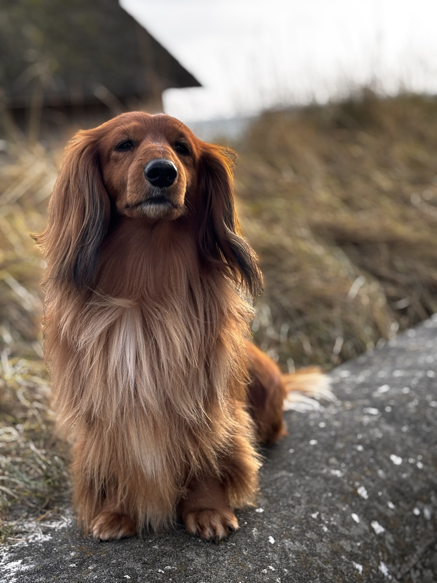 Wie pflegt man einen Langhaardackel?