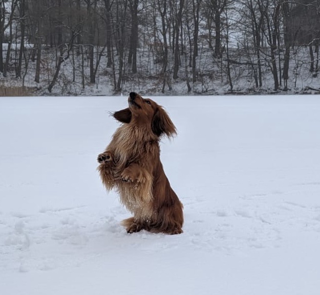 Spaziergang auf dem Eis
