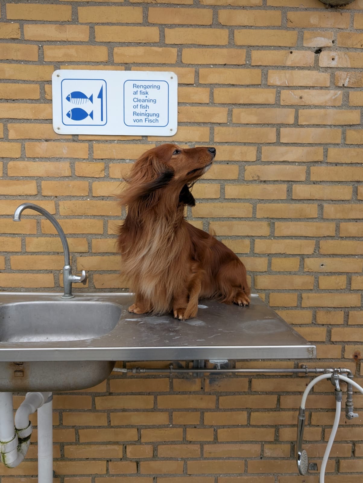 Muss ein Dackel duschen?