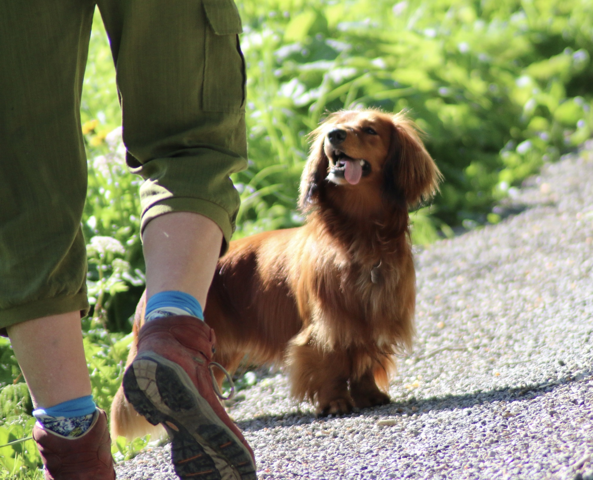 Braucht ein Dackel eine Begleithundeprüfung?