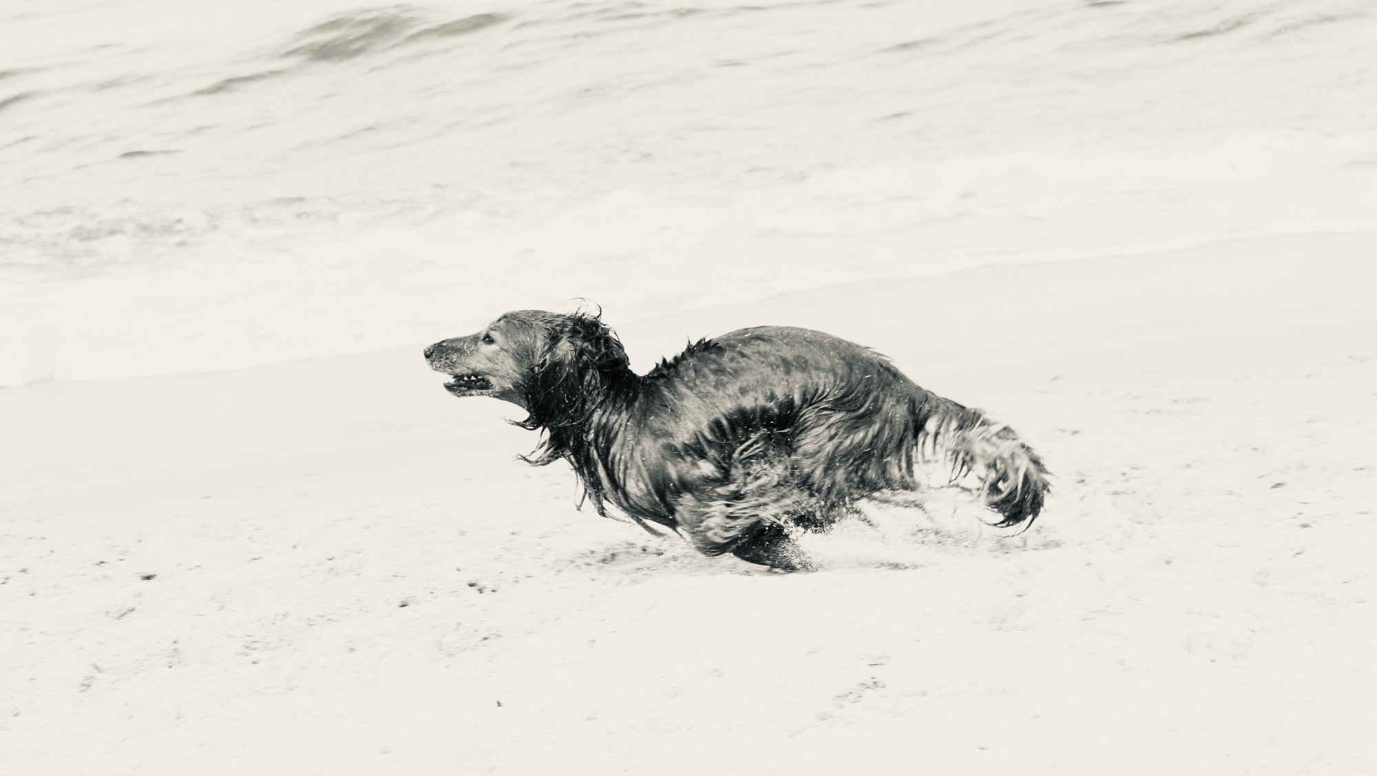 Haben Dackel Jagdtrieb?