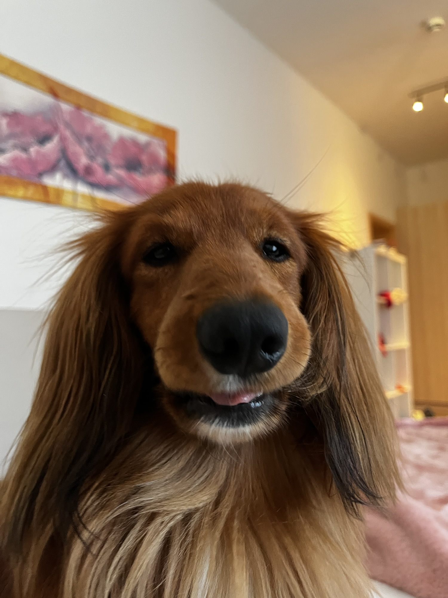 Dackel – Mensch Kommunikation