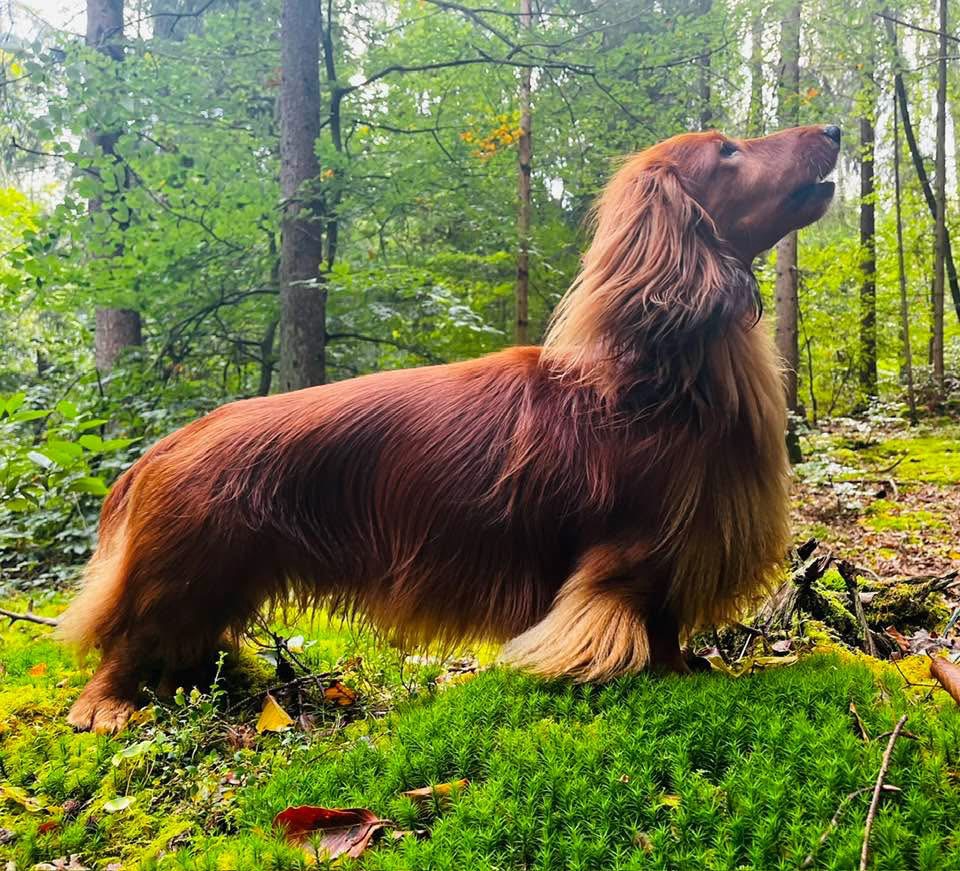 Wie schütze ich den Dackel vor Zecken?