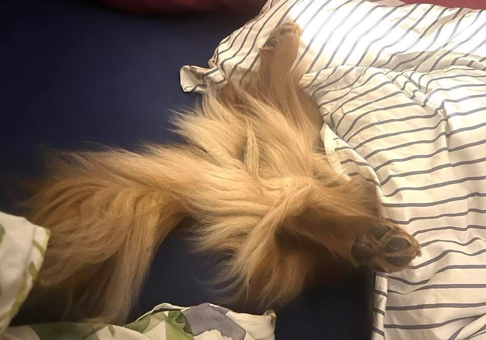 Wie oft müssen Dackel raus