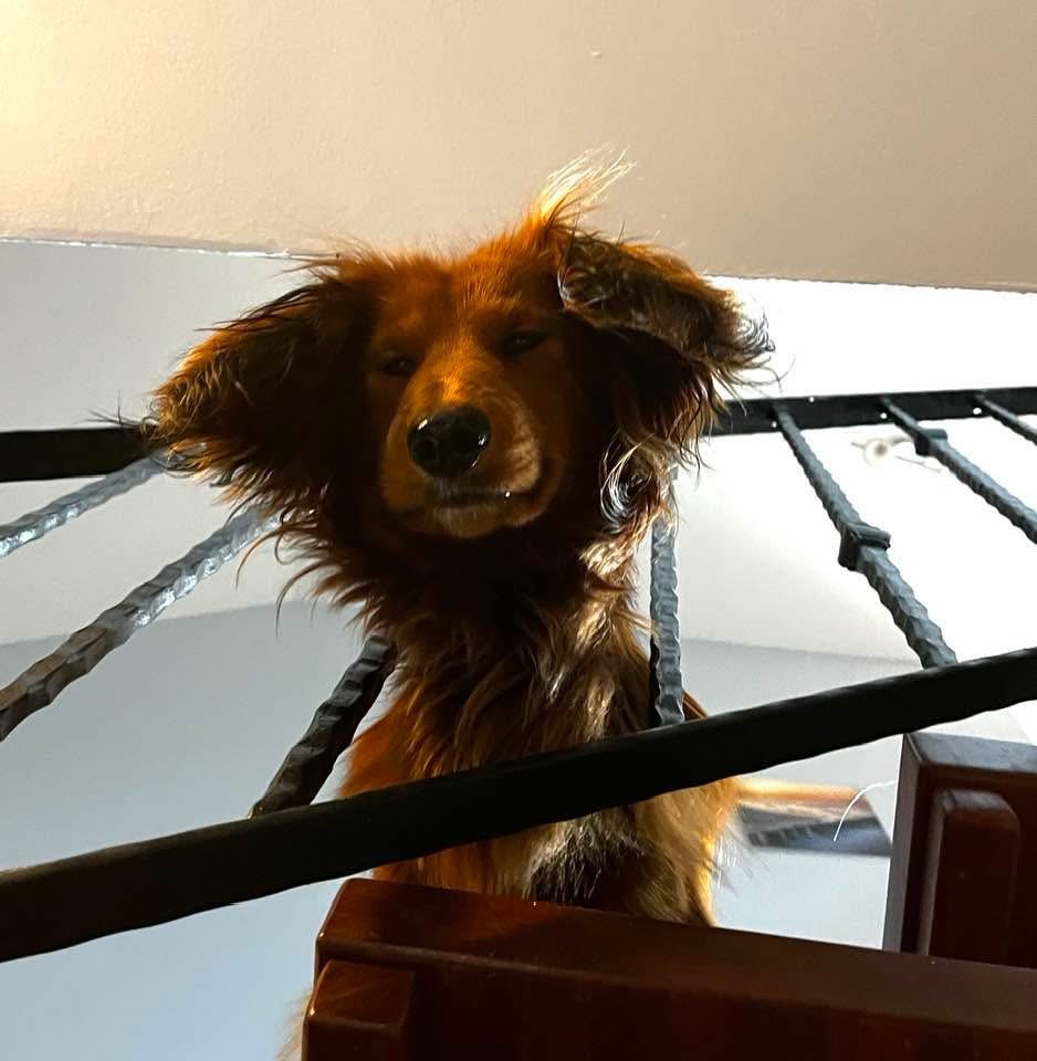 Wie beschäftigt man Dackel?