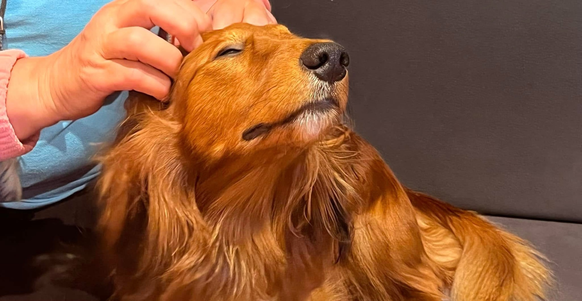 Warum die Beziehung zum Dackel so wichtig ist