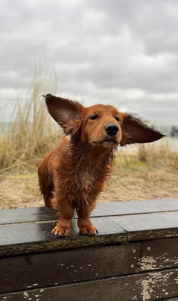 Dackel hört nicht auf Verbote