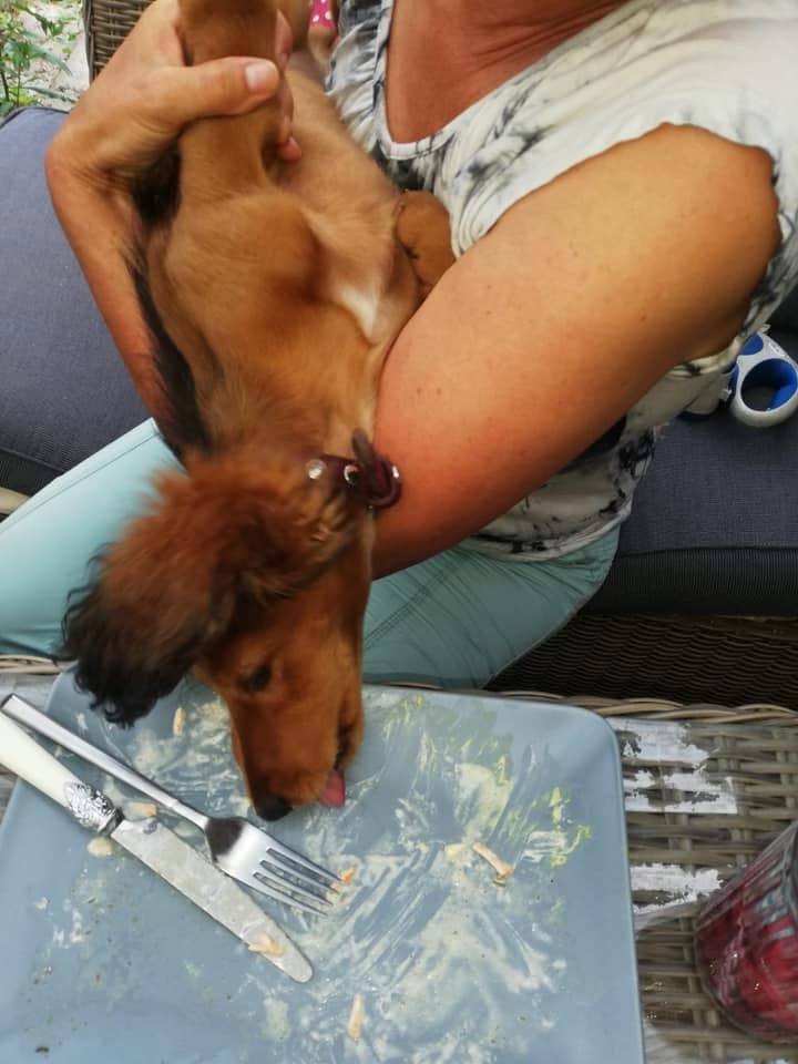 Der super Trick, damit dein Dackel perfekt hört