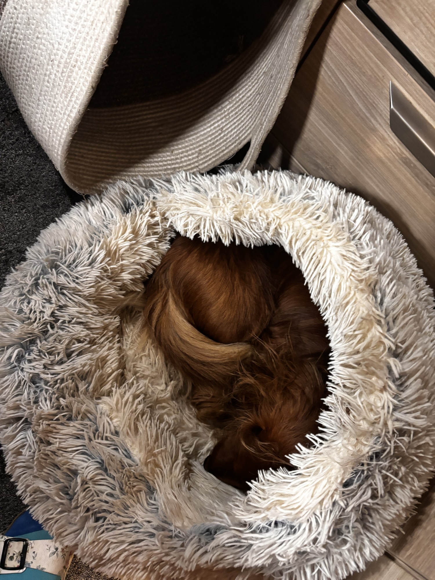 Restaurantbesuch mit Dackel