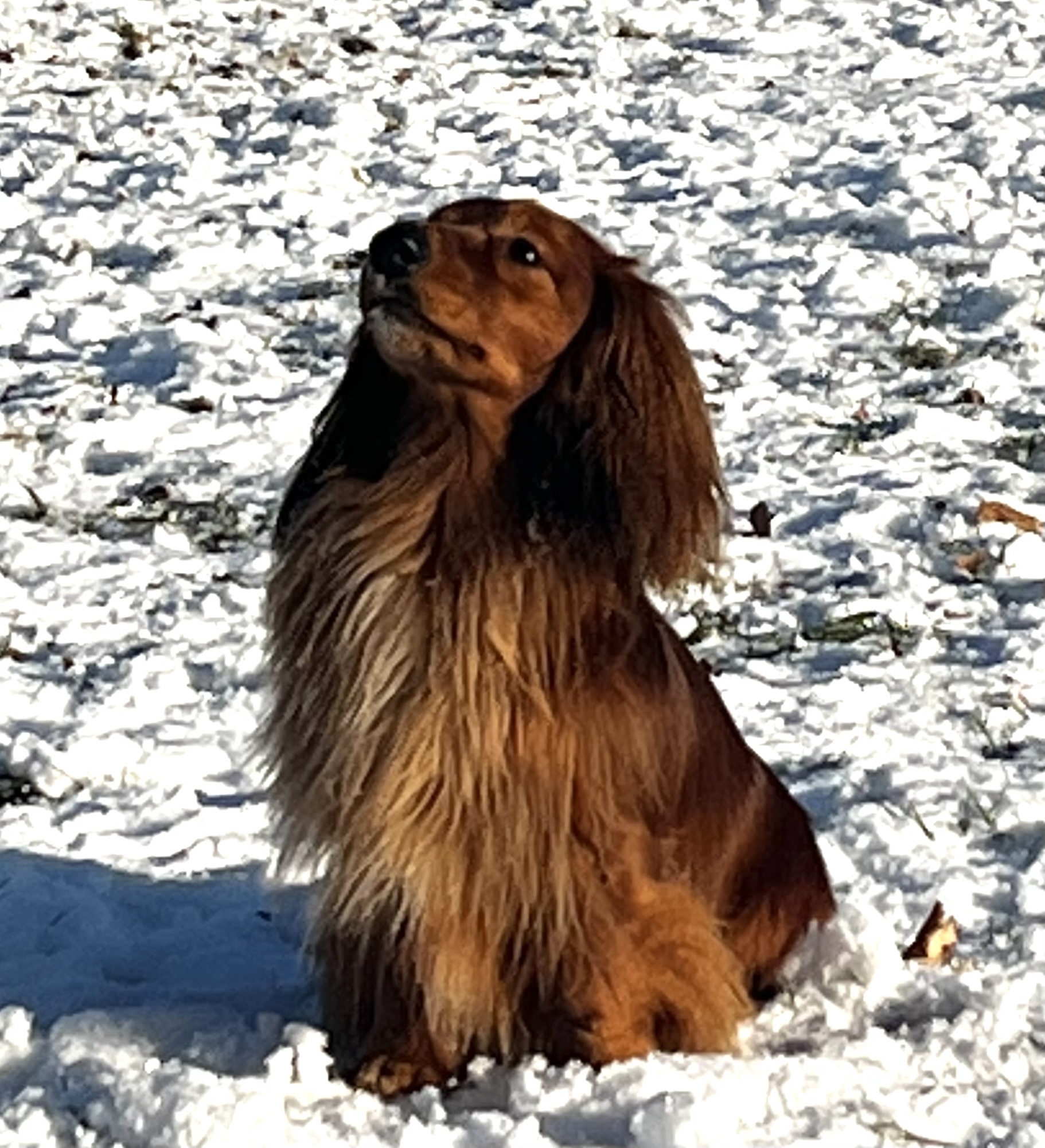 Dackel mag nicht spazieren gehen