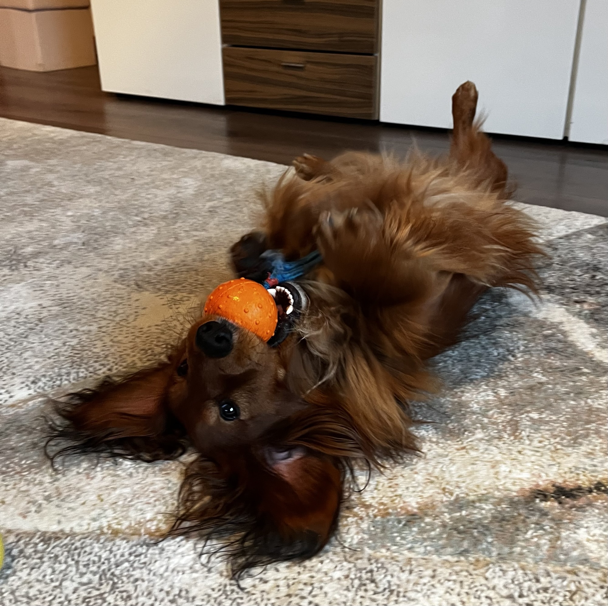 Warum wälzt sich ein Dackel soviel