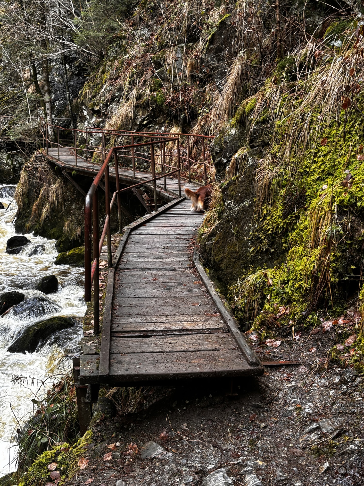 Kann man in der Ravennaschlucht mit Hund wandern?