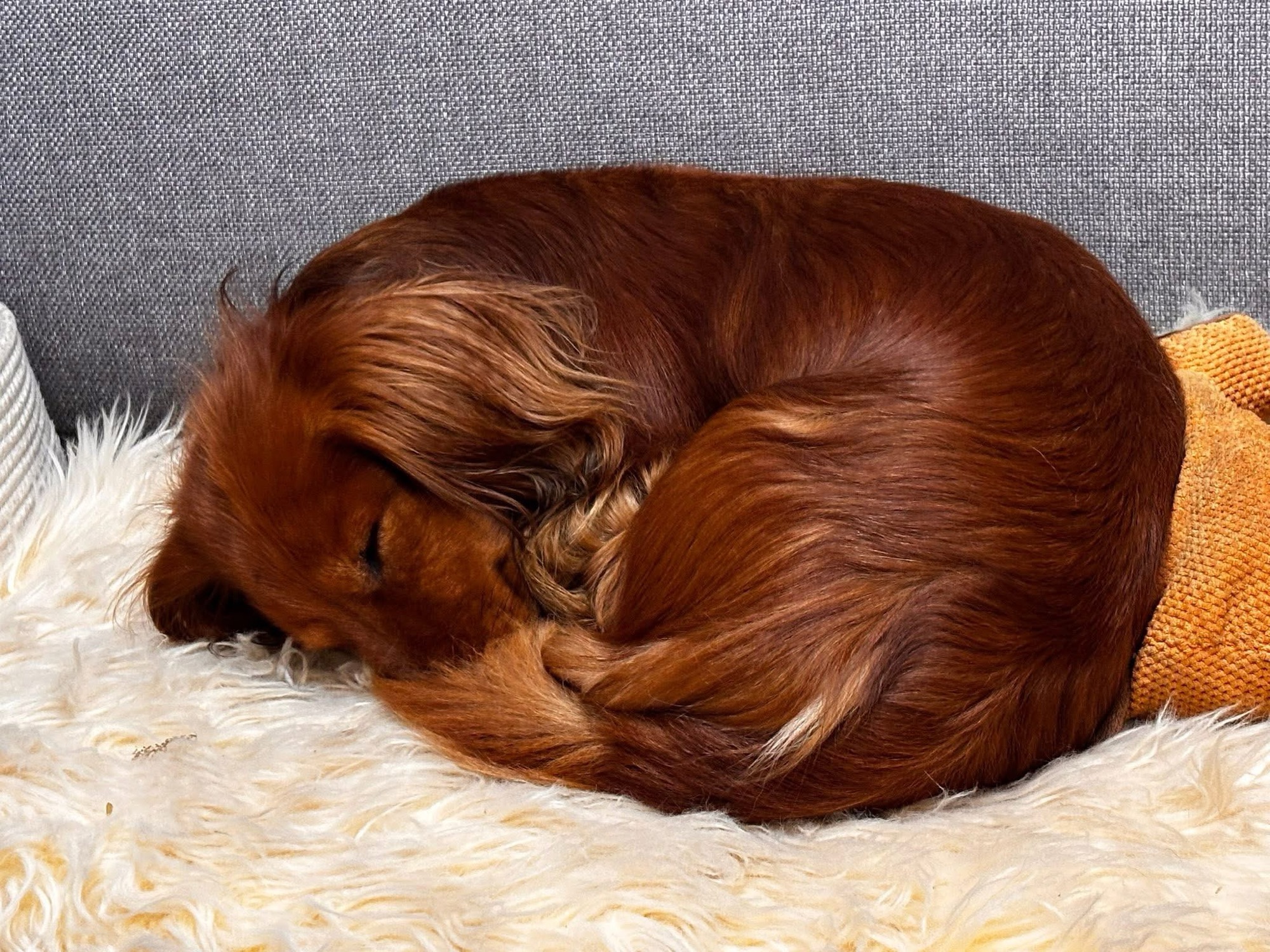 Hunde und die Zeitumstellung