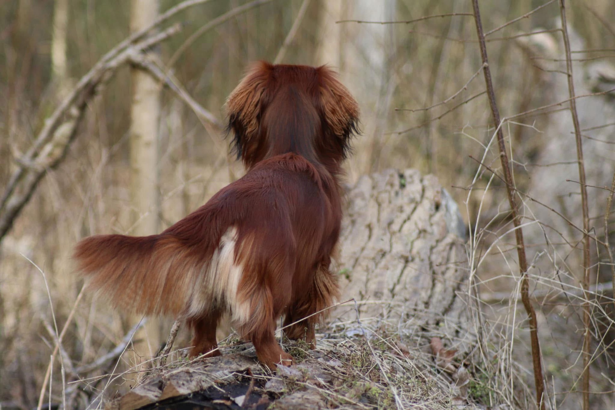 Dackel ohne Jagdtrieb?