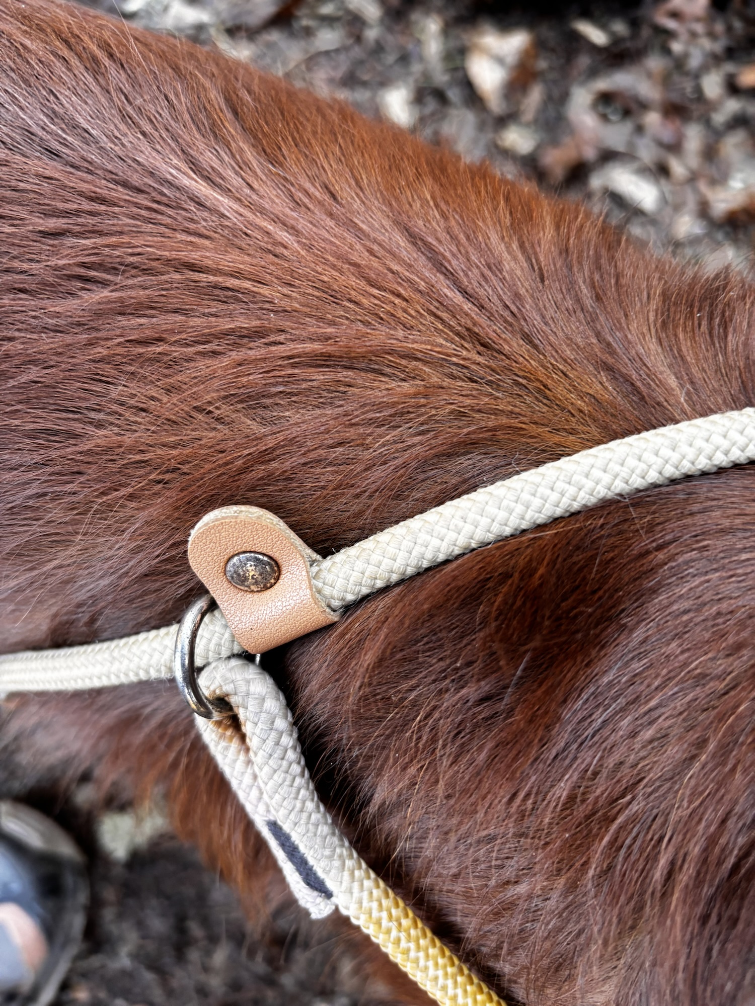 Richtiger Umgang mit der Moxonleine