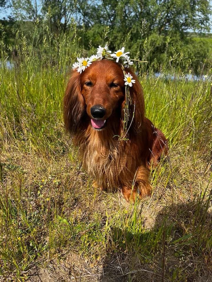 Konsequenz bei Hundebegnungen
